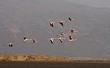 TANZANIA - Lake Natron Flamingos - 06